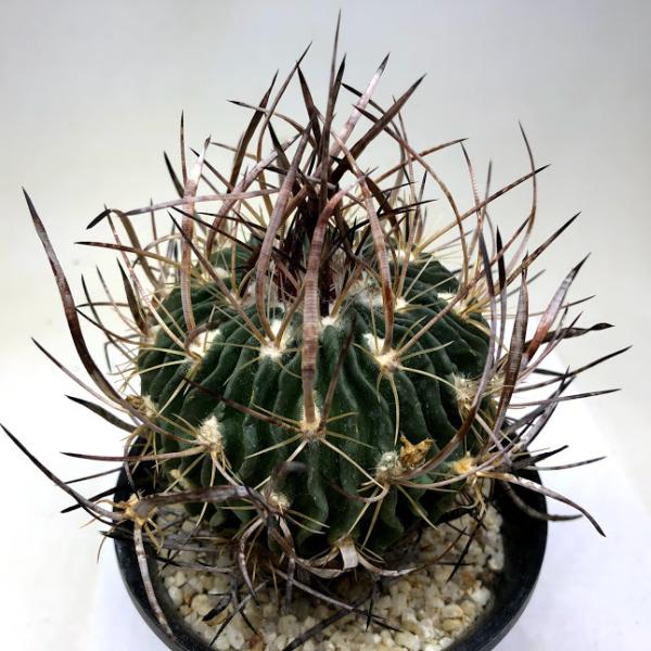 サボテン：エキノフォスロカクタス 茶刺振武玉*幅7cm 現品！一品限り