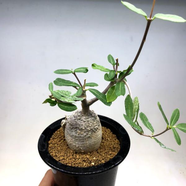 y-bonsai_s10771v