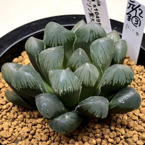 ハオルチア　ブリンジーNO.1大型特良　多肉植物250922-2 多肉植物：ハオルチア スプリンター*M 幅8cm | サボテン＆多肉