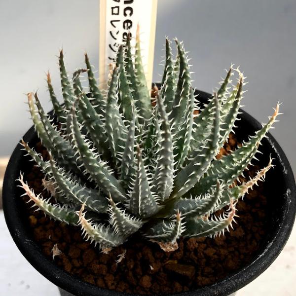 アロエ　観葉植物 多肉植物 y-bonsai_s10781v