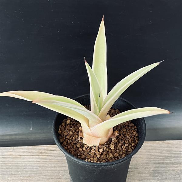 多肉植物：アガベ デスメティアナ ベネズエラ錦*SS 幅12cm : 遊恵