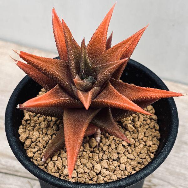 その他多肉植物 mm 多肉植物：硬葉ハオルチアhyb.*幅7cm : 遊恵盆栽 Yahoo!店