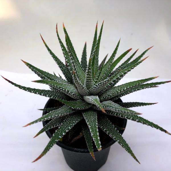 多肉植物：ハオルチア 松の霜*幅12cm : 遊恵盆栽 Yahoo!店 - 通販