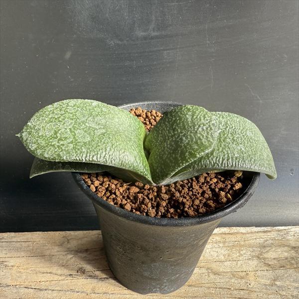 多肉植物：ガステリア 西村臥牛*M 幅12cm : 遊恵盆栽 Yahoo!店