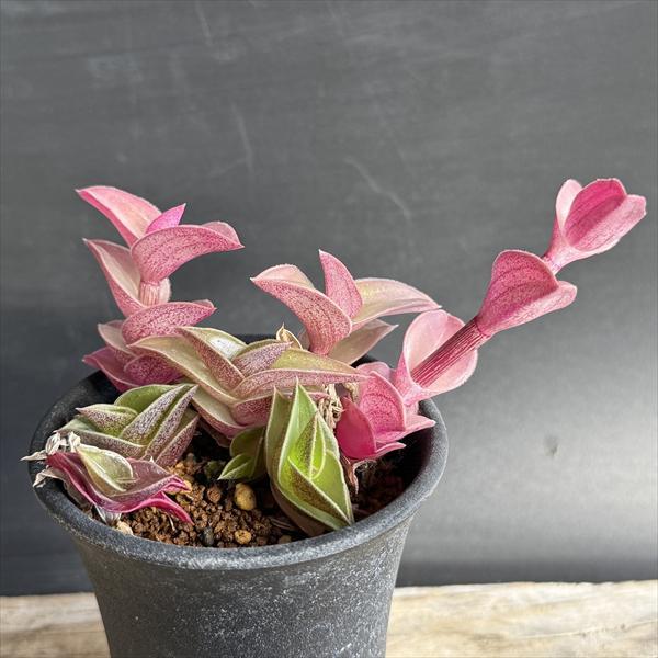 多肉植物：トラデスカンティア 重ね扇*全幅7cm : 遊恵盆栽 Yahoo!店