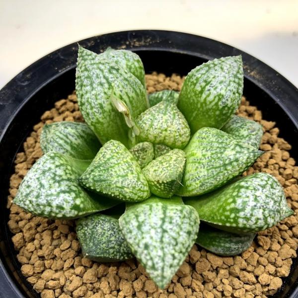 多肉植物：ハオルチア ピクタ*幅7cm 現品！一品限り : 遊恵盆栽
