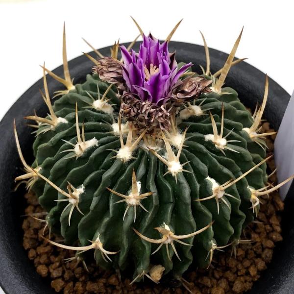 凄く種子取れます❗️実生　寄せ植え　13株　鉢のまま発送　銀冠玉 凄く種子取れます❗️実生 寄せ植え 13株 鉢のまま発送 銀冠