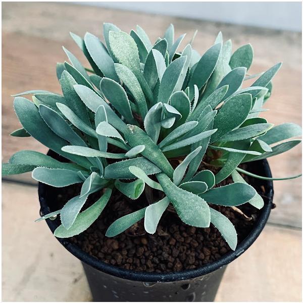 オトンナ　レトロルサ コーデックス：オトンナ レトロルサ 実生*葉幅6cm : 遊恵盆栽 Yahoo