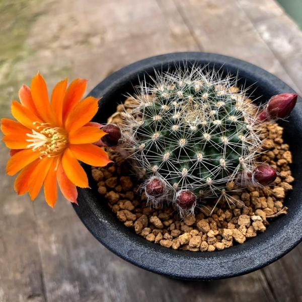 サボテン y-bonsai_s10888v