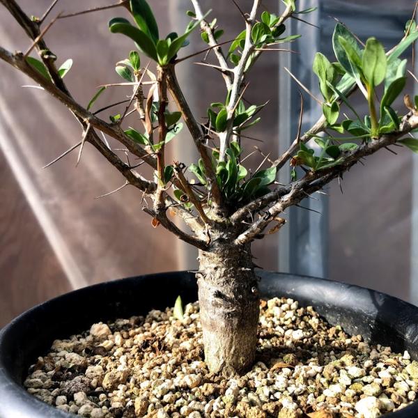 y-bonsai_s10889v
