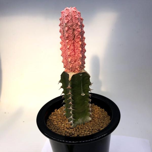 ユーフォルビア　アブデルクリ　8苗 y-bonsai_s10909v