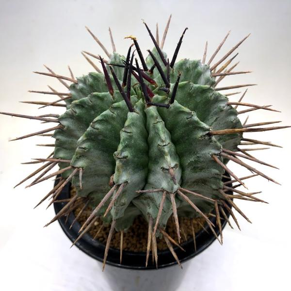 多肉植物：ユーフォルビア ホリダ*幅9.5cm 現品！一品限り : 遊恵