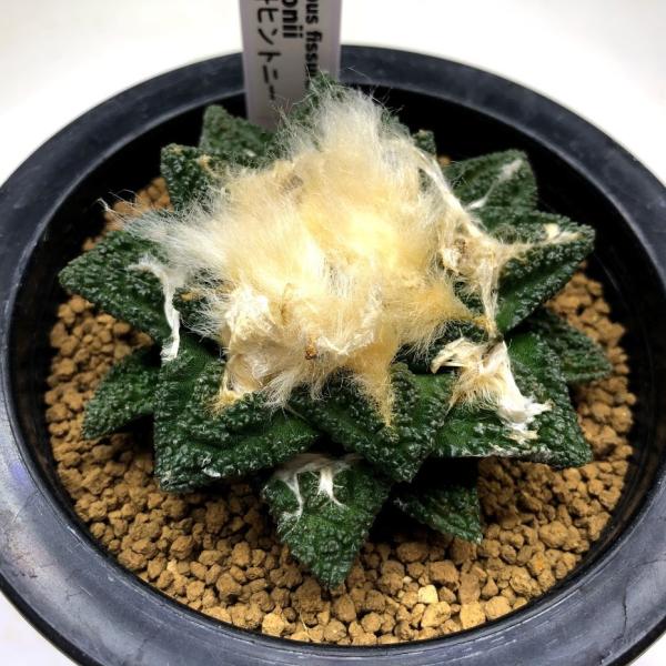 y-bonsai_s10949v