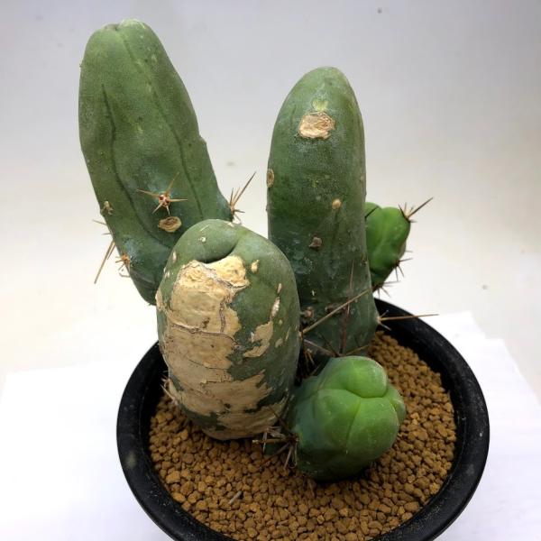 トリコケレウス　羅漢丸　モンスト　珍品 トリコケレウス 羅漢丸 モンスト 珍品