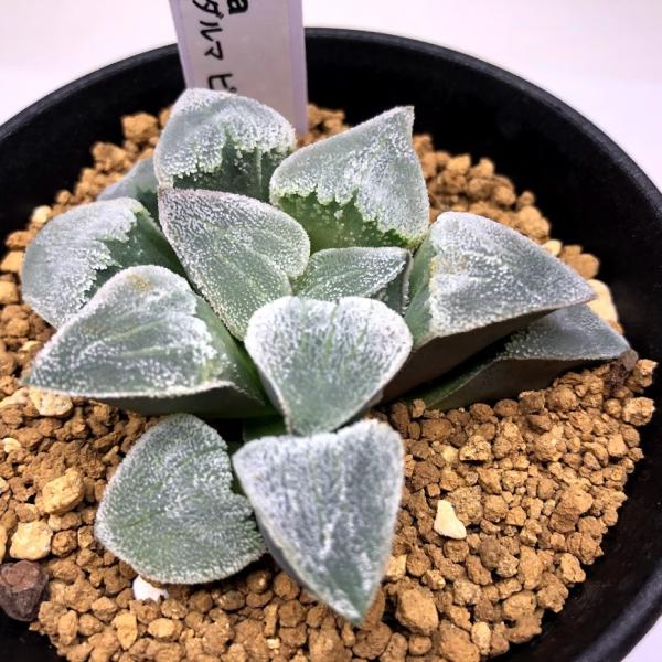 12AAA ハオルチア　多肉植物　丸葉ハートピグマエア錦　自家繁殖 Yahoo!オークション - ハオルチア ピグマエア錦 ② 多肉植物
