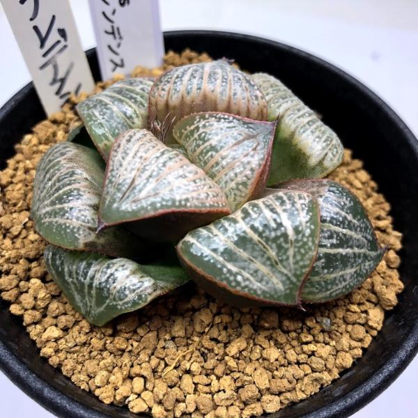 多肉植物　ハオルチア　スプレンデンス　ハイブリッド　 3本全部抜き苗 多肉植物 ハオルチア スプレンデンス ハイブリッド 3本全部抜き苗