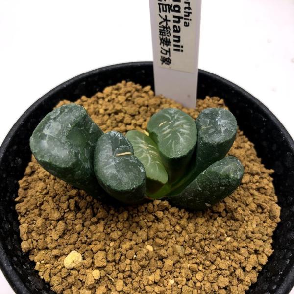 観葉植物 万象の人気商品 通販 価格比較 価格 Com