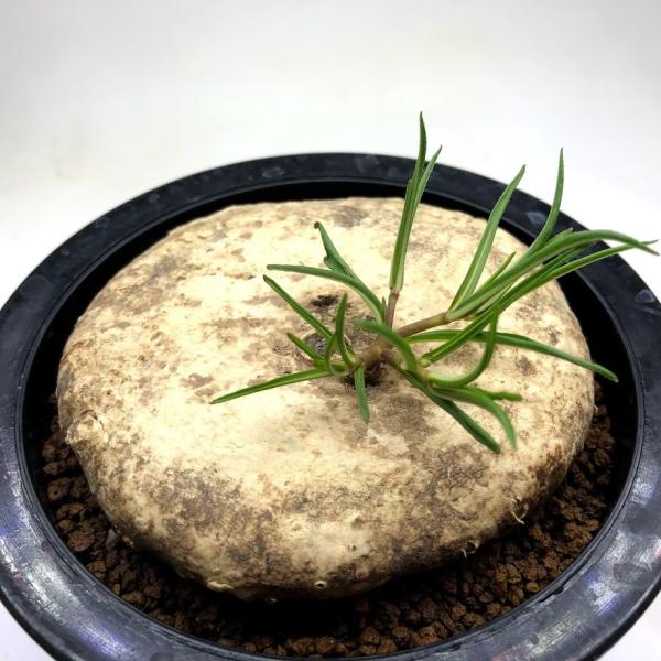 y-bonsai_s11070v