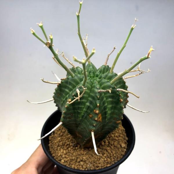 多肉植物：ユーフォルビア バリダ*全幅12cm 現品！一品限り