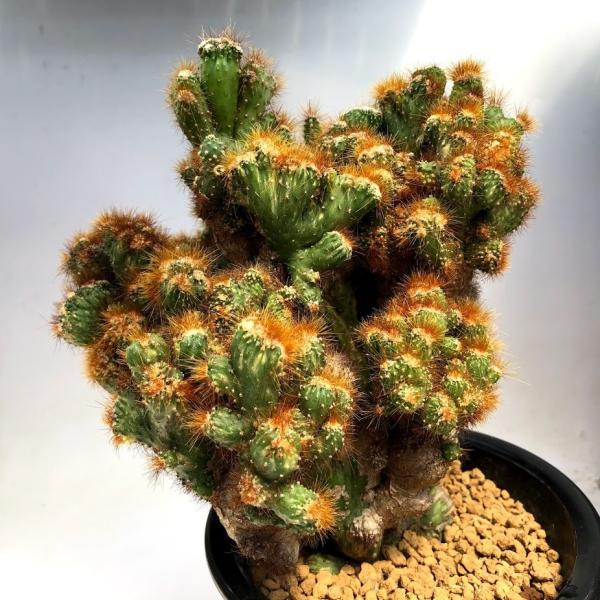 サボテン：セレウス 金獅子錦*幅18cm 現品！一品限り : 遊恵盆栽