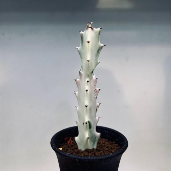 ホワイトゴースト 観葉植物」の人気商品一覧 | 安い商品を通販