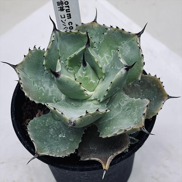 多肉植物：アガベ ポタトルム コンパクタ*幅10cm : 遊恵盆栽 Yahoo