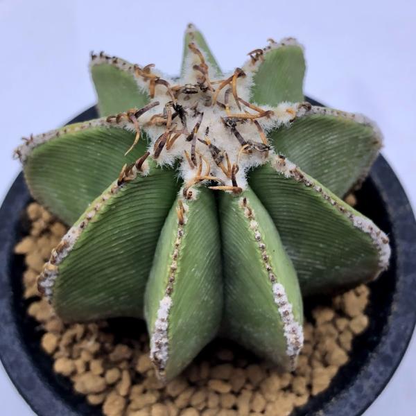 サボテン 観葉植物 Diy 工具の人気商品 通販 価格比較 価格 Com