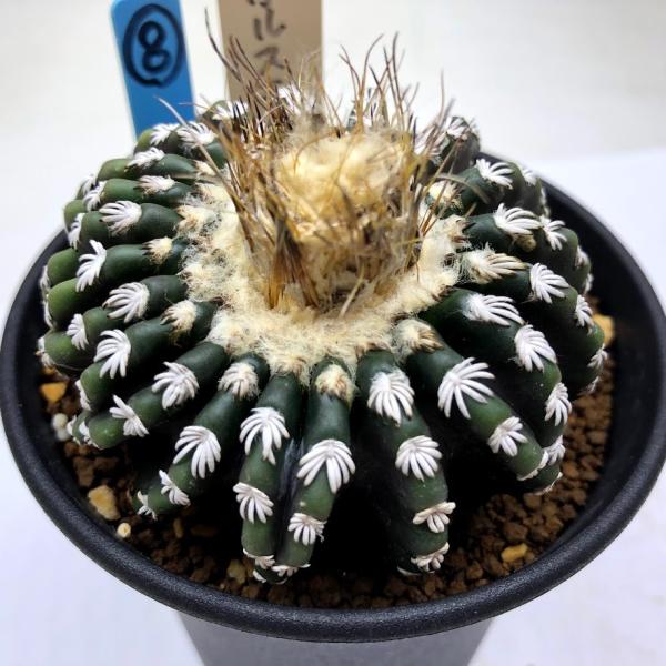 ディスコカクタス　ホルスティ 実生　サボテン y-bonsai_s11242v