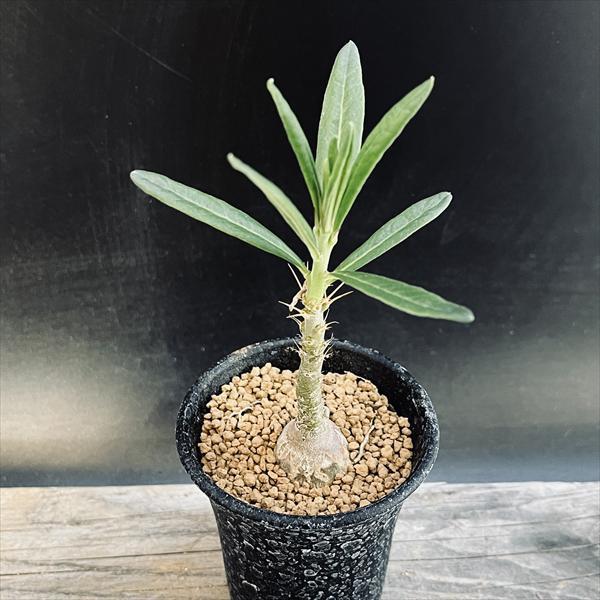 ☆特価☆コーデックス：パキポディウム サキュレンタム*S 塊根幅2.5