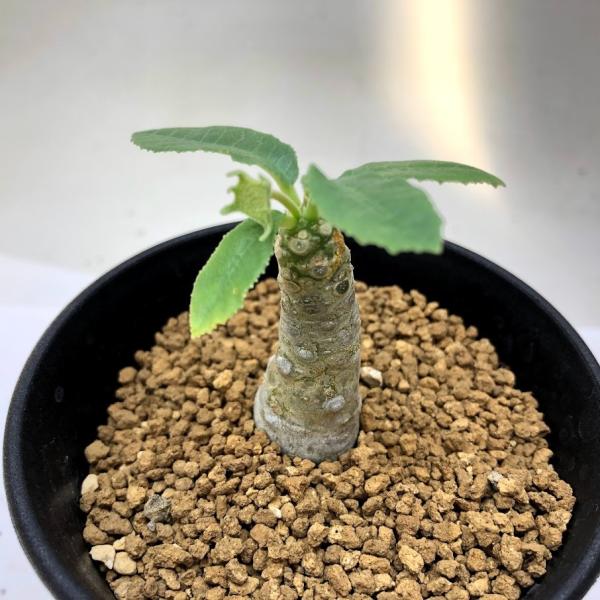 コーデックス：ドルステニア ラブラニー 10341 実生*塊根幅2cm 現品