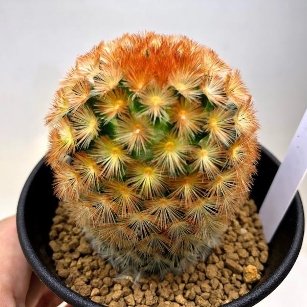 カルメナエ 大株 マミラリア サボテン・マミラリア カルメナエ｜園芸日記by鹿せんべい｜みんなの