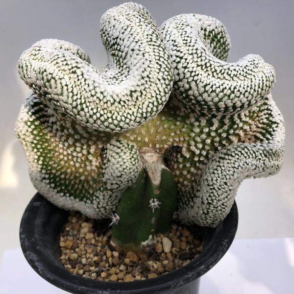 バラ丸 綴化 サボテン　大株 サボテン：ツルビニカルプス バラ丸 綴化 ツギ*幅16cm 現品！一品