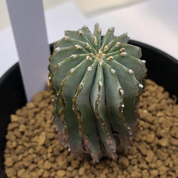 ゲオヒントニア メキシカーナ 39株 実生 サボテン 多肉植物 コーデックス s11629-6.jpg