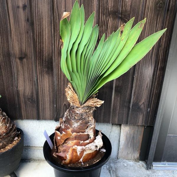 コーデックス：ブーファン ディスティカ*塊幅12cm 現品！一品