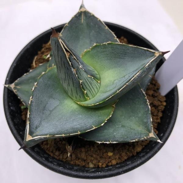 アガベ プミラ 錦 中斑 レア 珍品 アガベ プミラ 錦 中斑 レア 珍品 アガベ プミラ 錦 中斑 レア 珍品