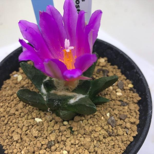 T{eFAIJvX@II@pO*5@iIi