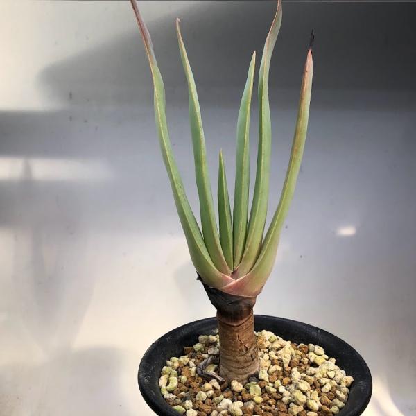 多肉植物 アロエ 観葉植物の人気商品 通販 価格比較 価格 Com