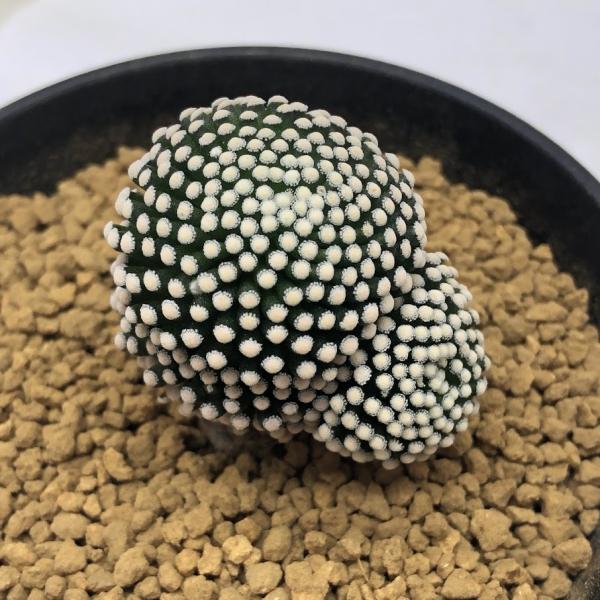 マミラリア - ルエッティ　サボテン カキコ y-bonsai_s11541v