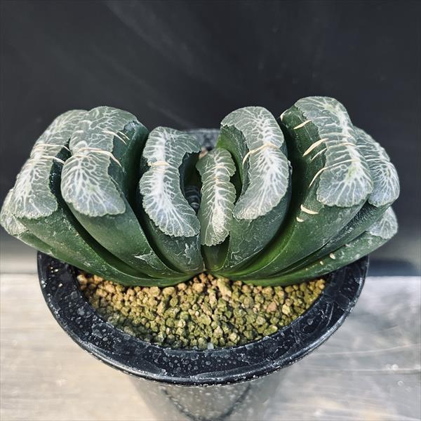 ☆特価☆多肉植物：ハオルチア 玉扇 No.3 大型白線*幅12cm 現品