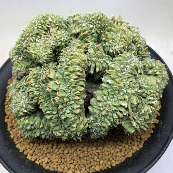 サボテン：ストロンボカクタス 菊水 綴化 ツギ*幅13cm 現品！一品限り