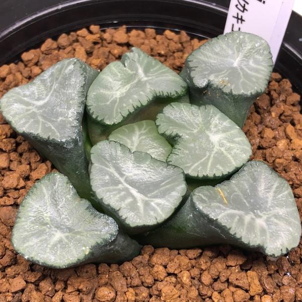 多肉植物 ハオルチア 九尾 超大型種カキコ育成 10cm鉢 多肉植物：ハオルチア 大型鮮明黄色斑 コレクタ錦（KI-C）*幅9cm