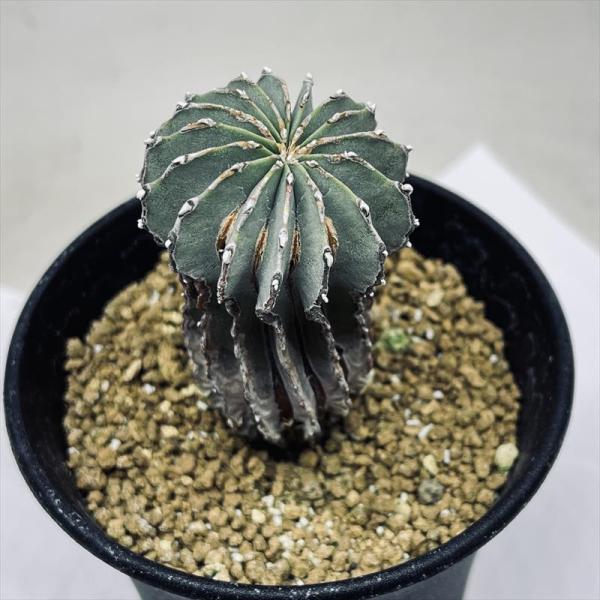 sensyuu ゲオヒントニア・メキシカーナ (二頭・台付）　抜き苗 sensyuu ゲオヒントニア・メキシカーナ (二頭・台付） 抜き苗