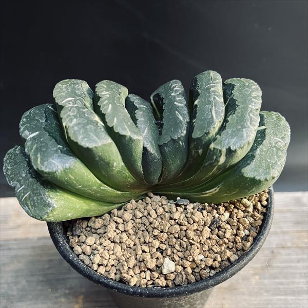 大型玉扇  美品 多肉植物：ハオルチア 玉扇 大型丸葉玉扇*幅6.5cm 現品！一品