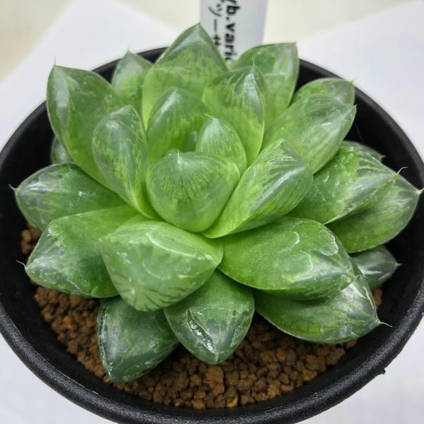 多肉植物：ハオルチア グリーンオブツーサhyb. 少しだけ斑入り*幅7cm