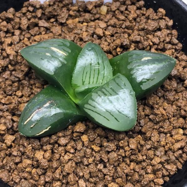 多肉植物：ハオルチア 水面（ムルチ×スプリングボック）×魔界F1