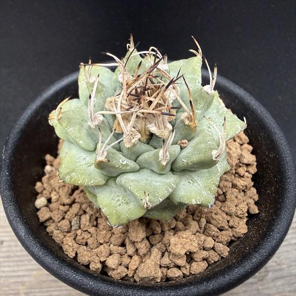 サボテン：ツルビニカルプス アロンソイ 実生*幅4.5cm : 遊恵盆栽