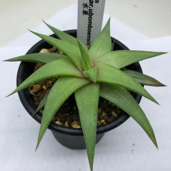 多肉植物：ハオルチア 水車*S 幅8cm : 遊恵盆栽 Yahoo!店 - 通販