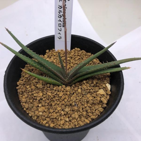 観葉植物 アロエ 多肉植物の人気商品 通販 価格比較 価格 Com