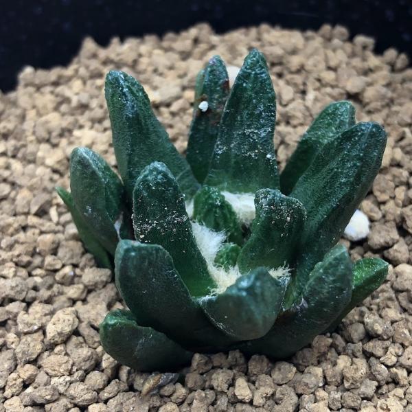 アリオカルプス【竜角牡丹】サボテン y-bonsai_s11714v