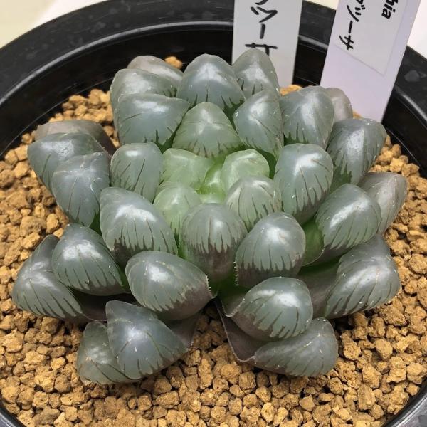 多肉植物：ハオルチア 特大紫オブツーサ *幅7cm 現品！一品限り